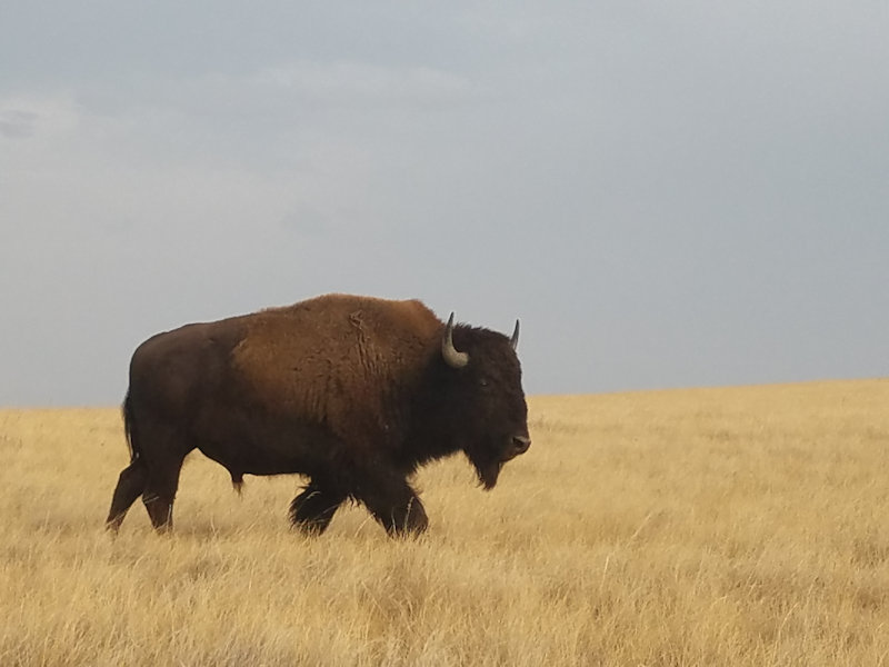 buffalo in the field